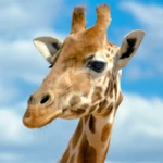 Logo of Giraffe Wallpapers android Application 