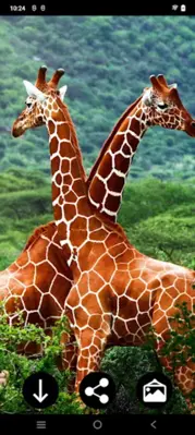 Giraffe Wallpapers android App screenshot 0