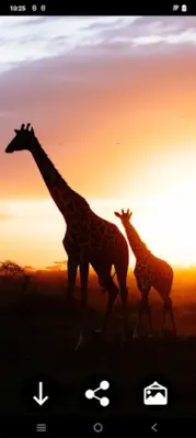 Giraffe Wallpapers android App screenshot 2