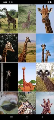 Giraffe Wallpapers android App screenshot 3