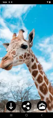 Giraffe Wallpapers android App screenshot 4